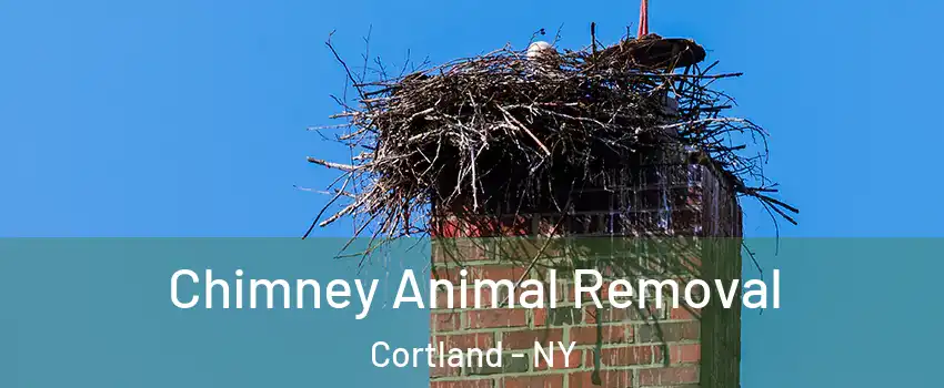  Chimney Animal Removal Cortland - NY