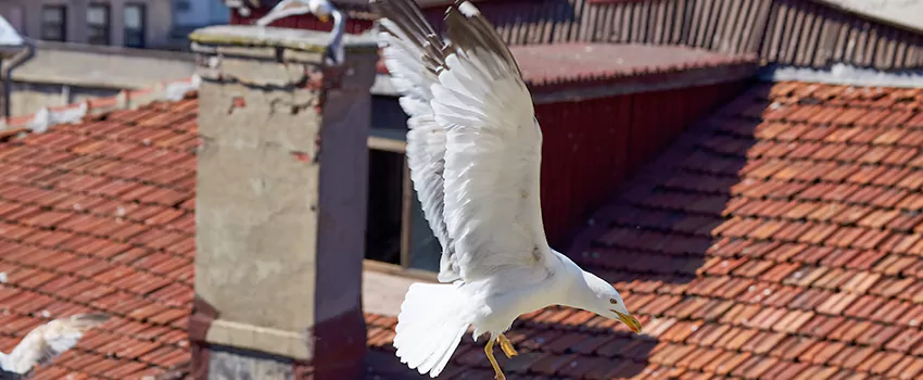 Residential Chimney Animal Removal Solution in Cortland, NY