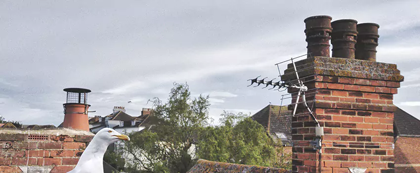 Chimney Cleaning And Restoration in Cortland, New York